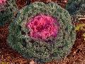 Flowering Kale / Brassica oleracea